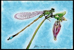 dragonfly1